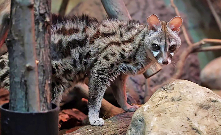    © Московский зоопарк