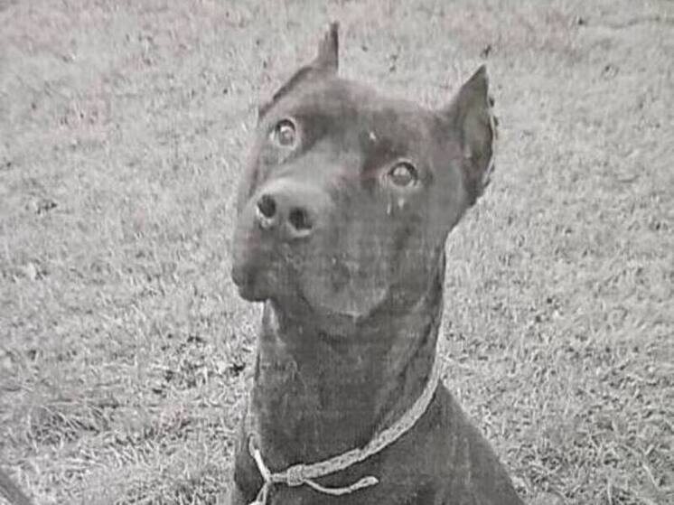     Фото: Объединённая пресс-служба судов Петербурга.