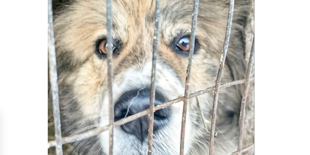 Старую собаку не хотели брать из приюта. Но момент, попавший на камеру, вызвал переполох