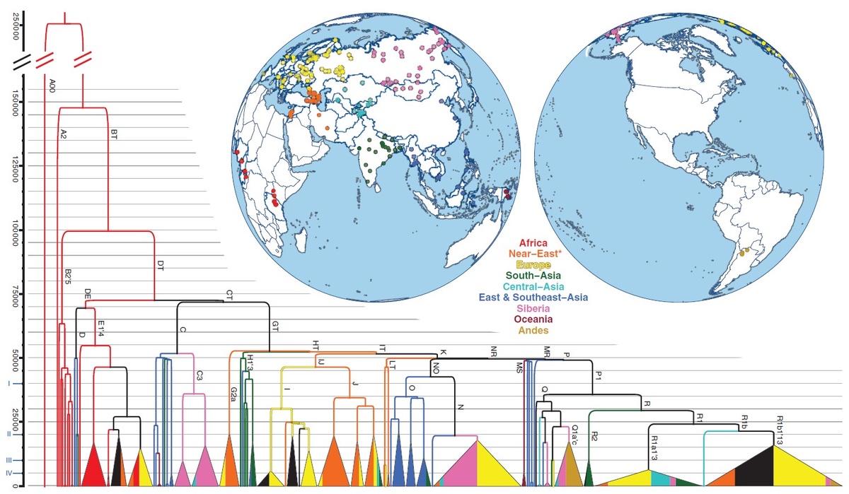 Рис. 1. Филогенетическое дерево, построенное на анализе 456 секвенированных последовательностей Y-хромосомы [1].