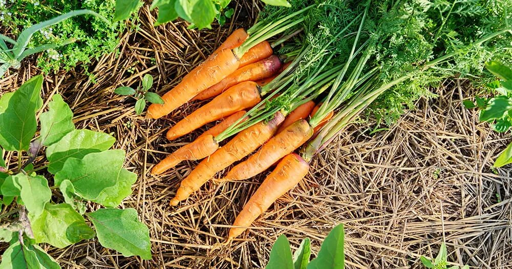 Чем подкормить морковь: подробная схема от всходов до сладкого урожая