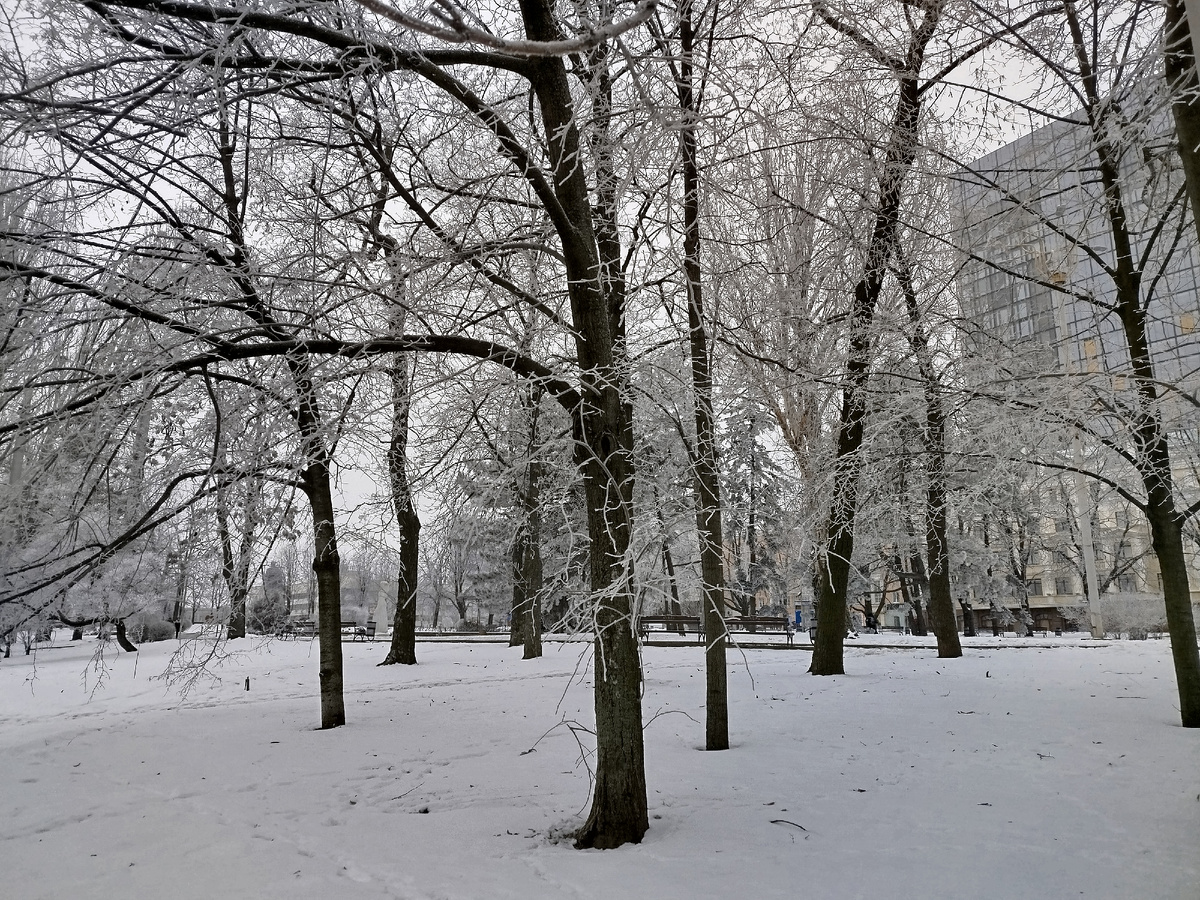 Деревья в инее (Сквер Россия, бывший Первомайский Сквер).