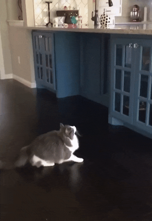 © casual_lurker_bjorn 