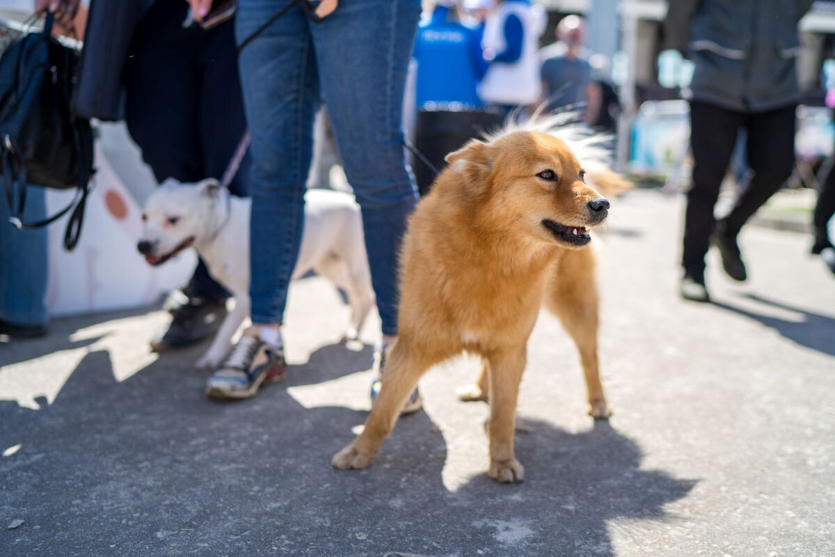 Фото: Александр Плонский / "ВиЖ"