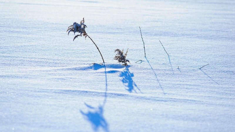     Снег. Зима в Барнауле. Сугробы. Мороз. Дендрарий Дмитрий Лямзин