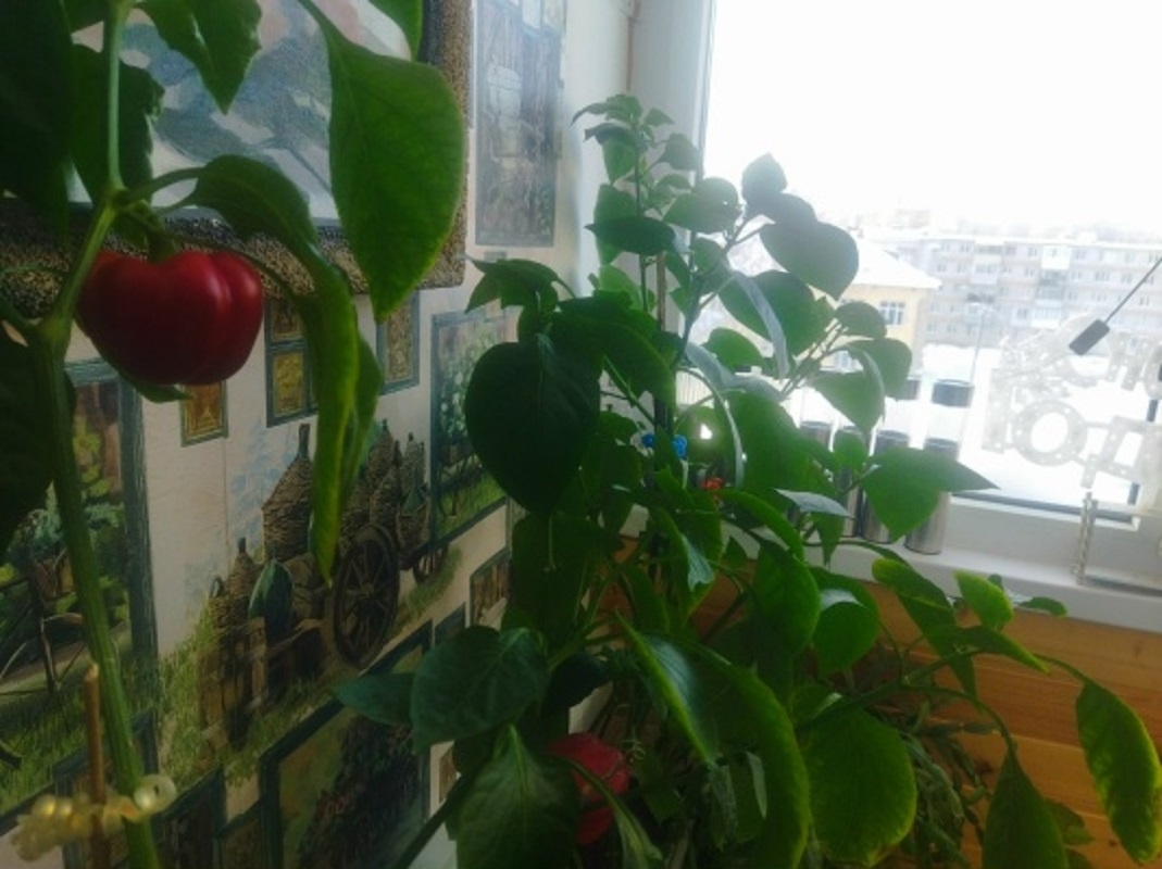    Перец любит воду, поливать его надо часто и обильно