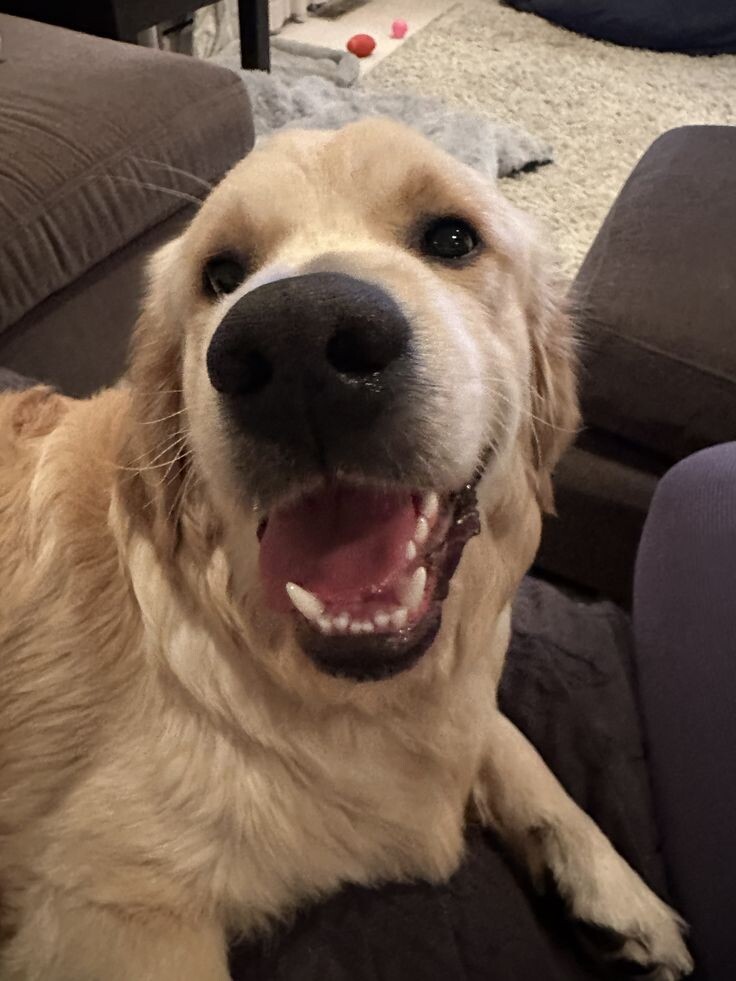 Золотистый ретривер