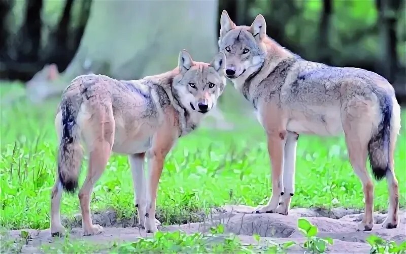 Трагедия маленького волчонка