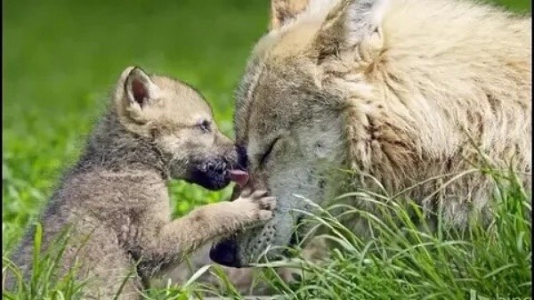 Фото из Яндекса