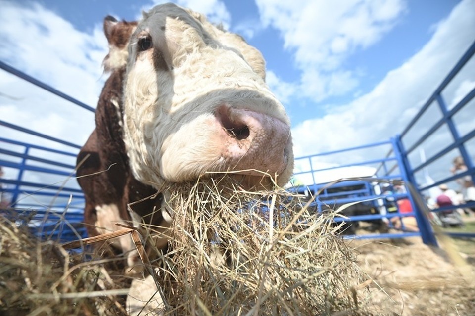    Херсонская область наращивает темпы развития агропромышленного комплекса Алексей БУЛАТОВ