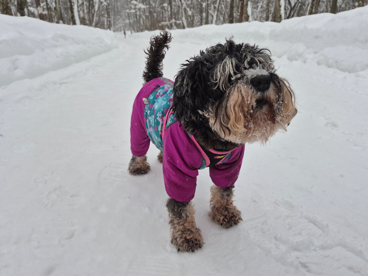 На этом фото она как раз гавкает и требует бр⁰осить очередной комочек снега