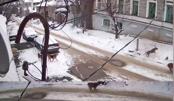     Скриншот с видео. Источник: vestivrn.ru Автор фото: ВГТРК "Вести Воронеж"