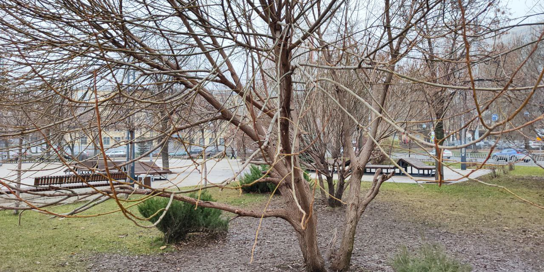 Сердце сироты. Глава 15.