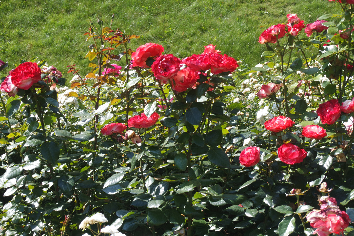 сумасводящее сочетание алого и белого... будто надкусанное яблоко из сказки!..