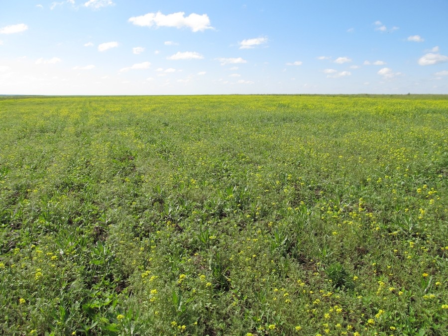 Горчица на частных участках — как поддерживающий взяток для пчёл.