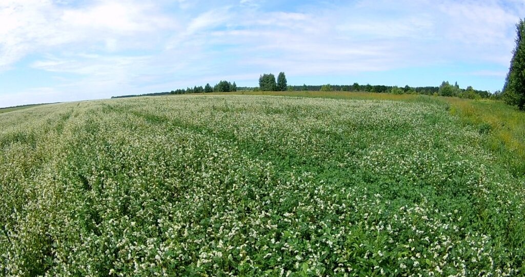 Гречиха – Золото для пчел и пчеловодов: Опыт посева и наблюдений