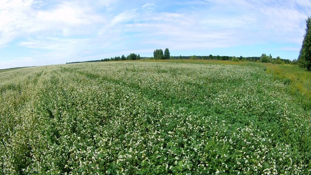Участок с цветущей горчицей.
