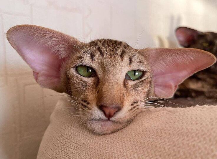 Лендинг для питомника: ваш самый короткий и сильный путь к заявкам