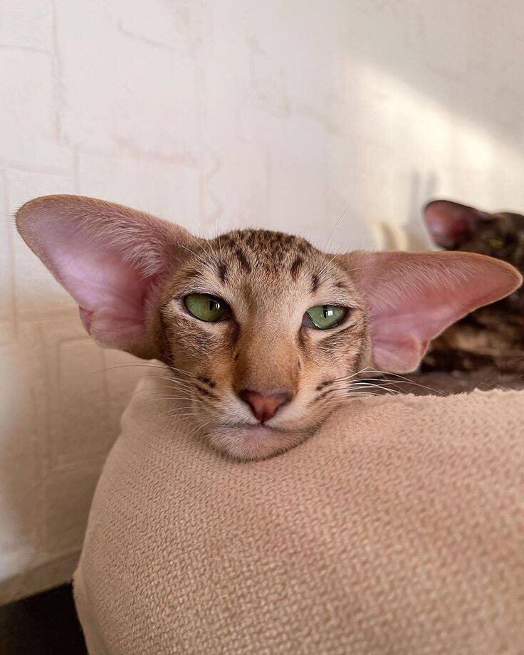 Итог: Лендинг — это не «сайт эконом-класса», а точный маркетинговый инструмент