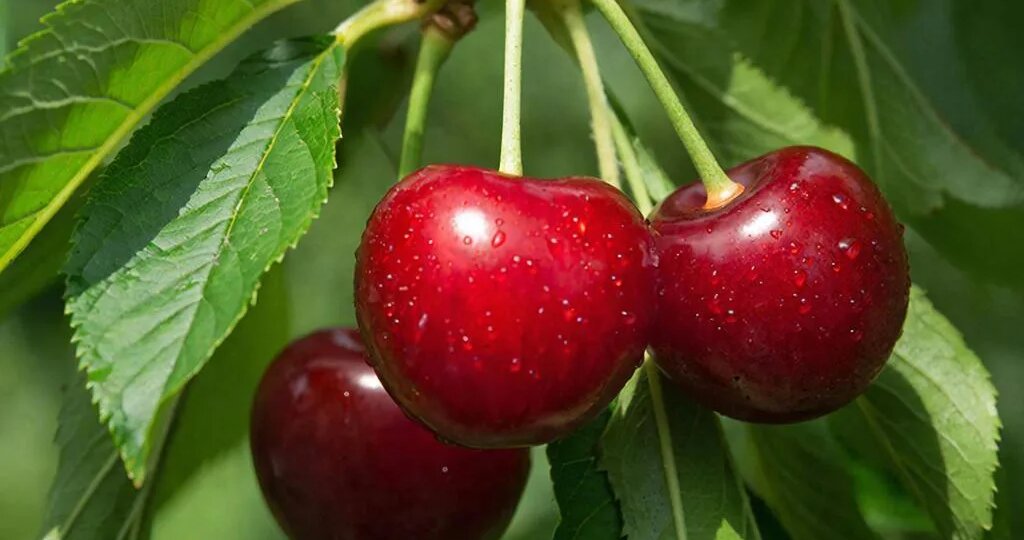 Вишня при подагре: что нужно знать
