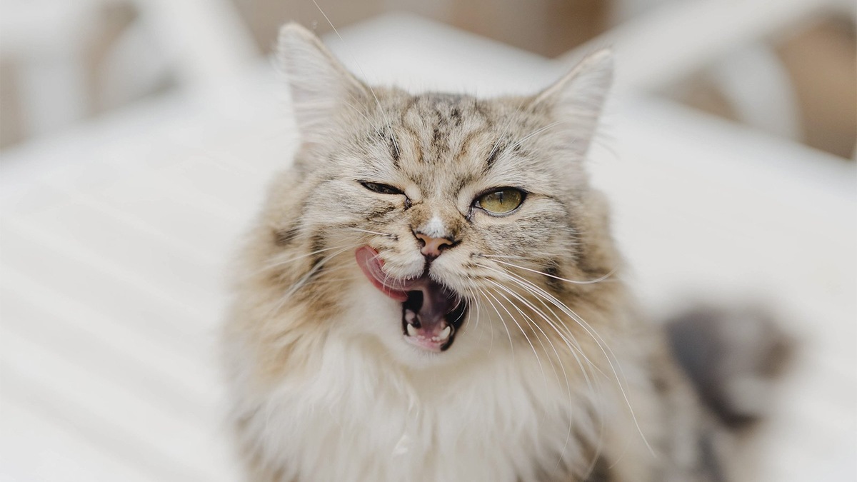    Акне у кошек обычно появляется на подбородке и губах