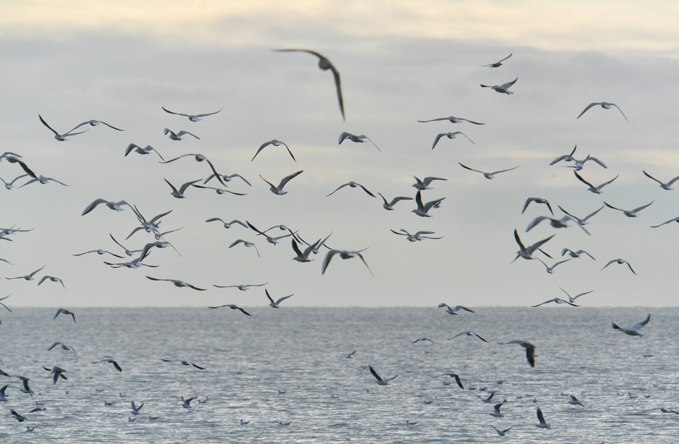    Температура моря в Сочи составляет +10 градусов Фото: Владимир ВЕЛЕНГУРИН