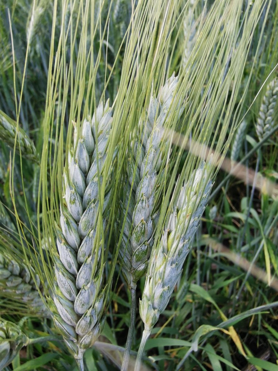 Сорт яровой твёрдой пшеницы Таганрог