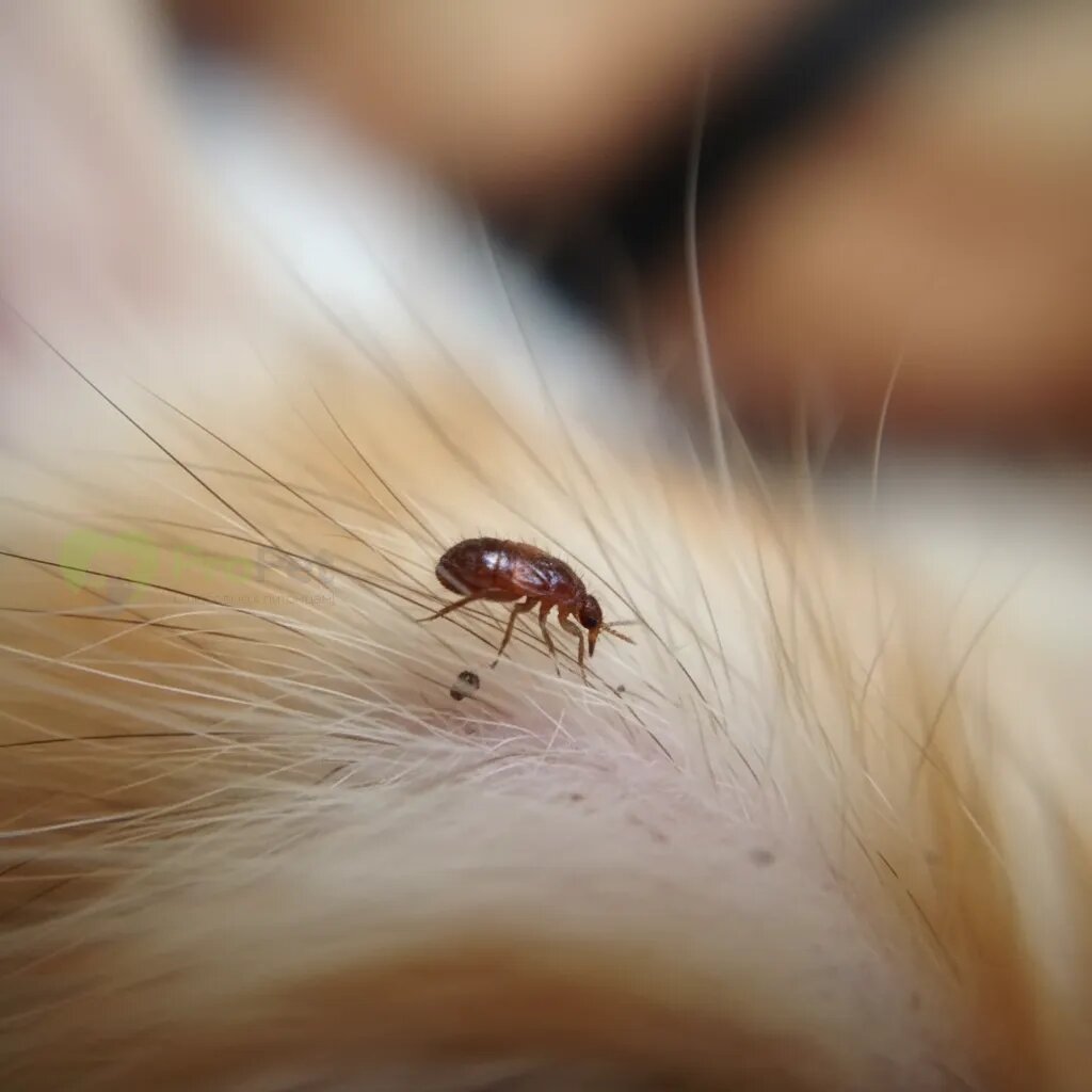 Крупный план блохи на шерсти котенка