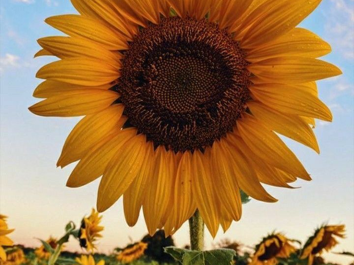 Солнечный страж на страже урожая: как подсолнух работает на вашу грядку