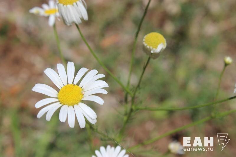    ЕАН / Цветок ромашки