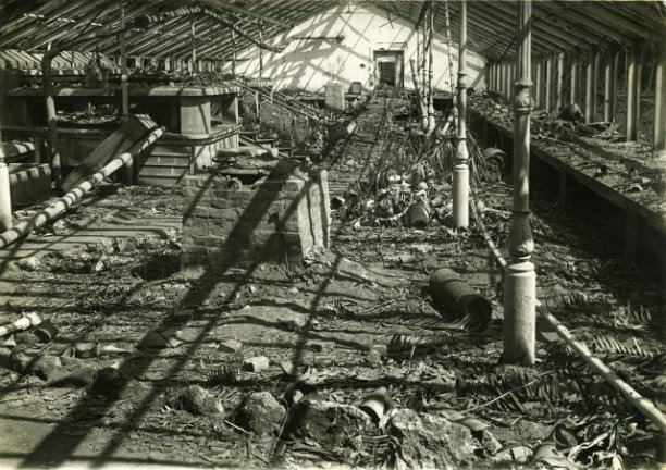 Фото: пресс-служба Ботанического сада Петра Великого, https://vk.com/botsad_spb