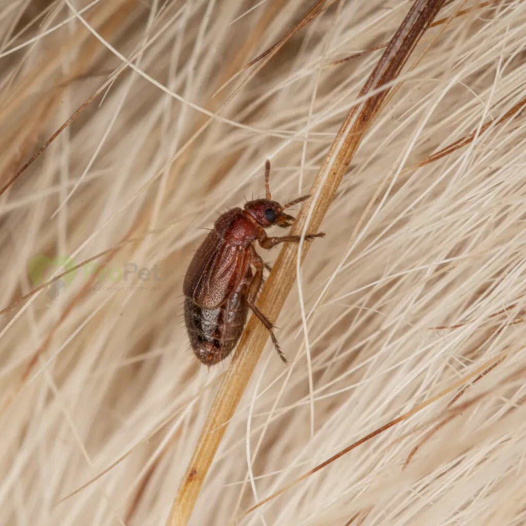 Крупный план блохи на шерсти животного