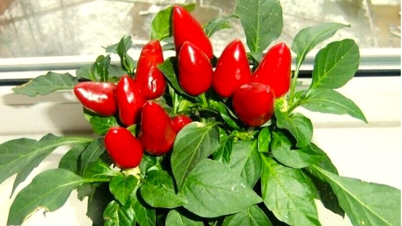 Островок лета на окне: как вырастить идеальные перцы в квартире