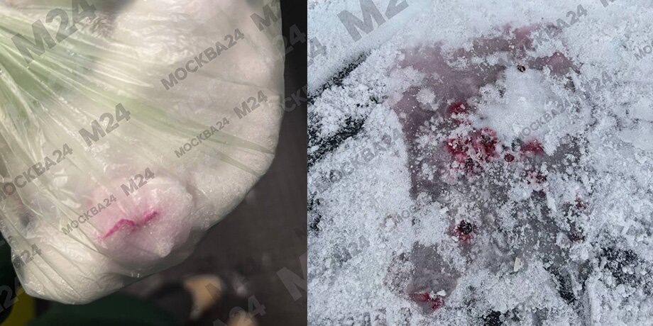    Фото: телеграм-канал "Москва 24"