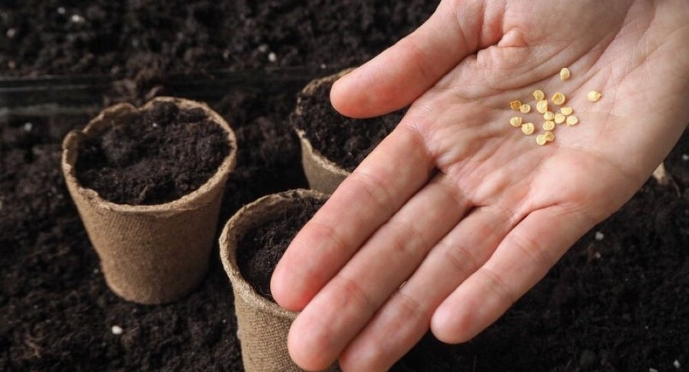 Пробуждение старых семян: продуктивно тормошу закрома, которые лежали годами