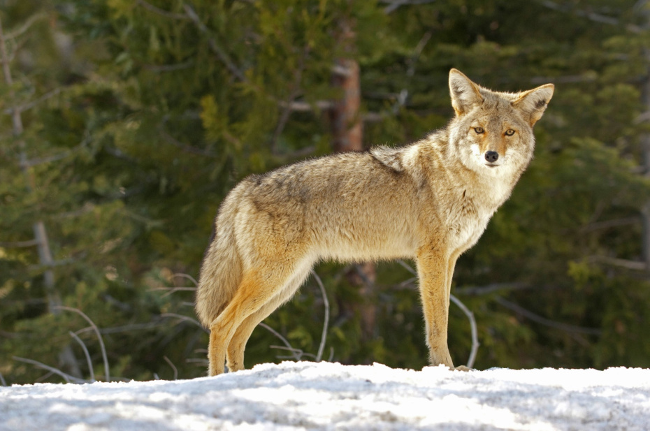    C. Mrazovic/blickwinkel/Global Look Press