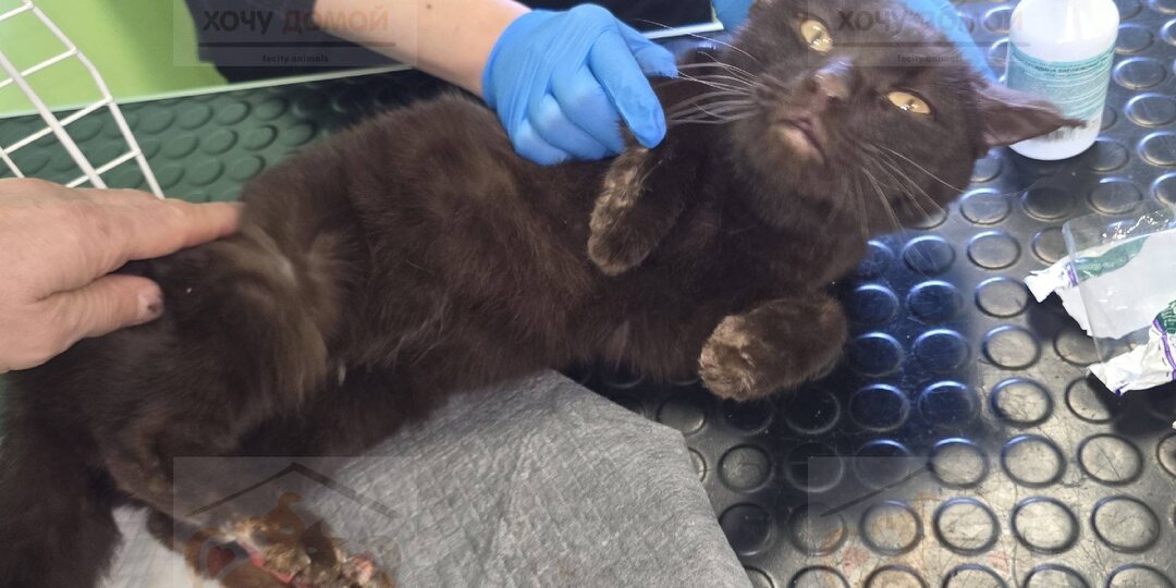 В приют попал кот с отмороженными лапами и ушами…