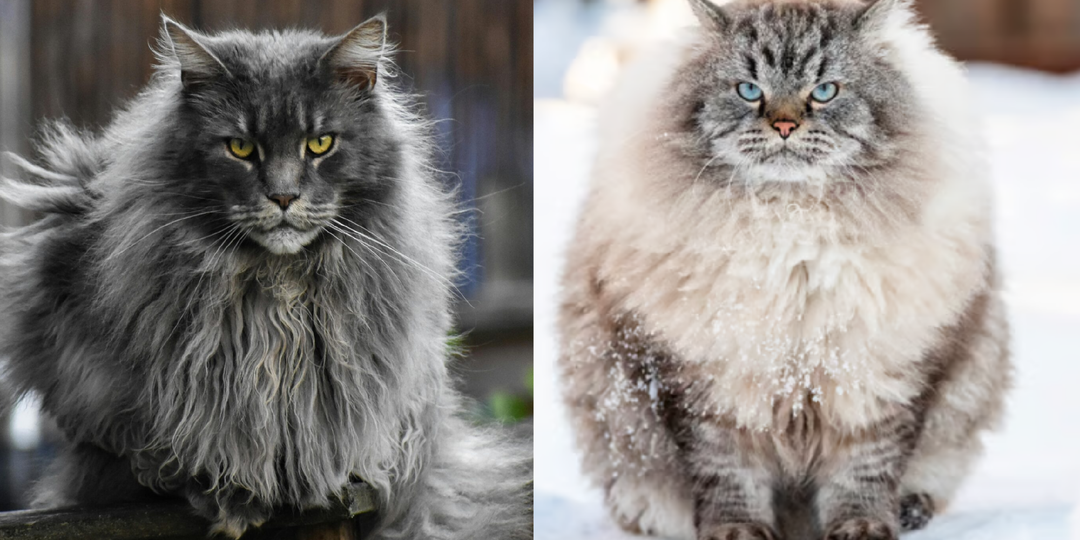 Не подходи: 7 самых брутальных и независимых пород кошек