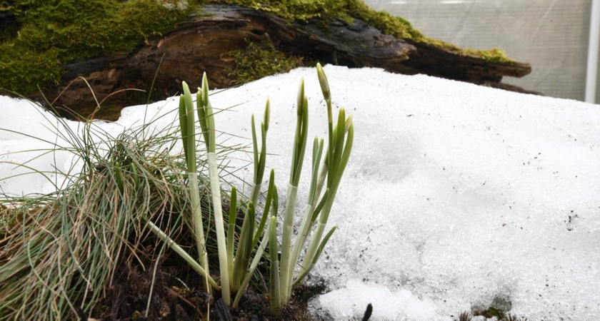 Прощай, зима: к 2026 году Москву ждёт февральская весна и риск мощных паводков