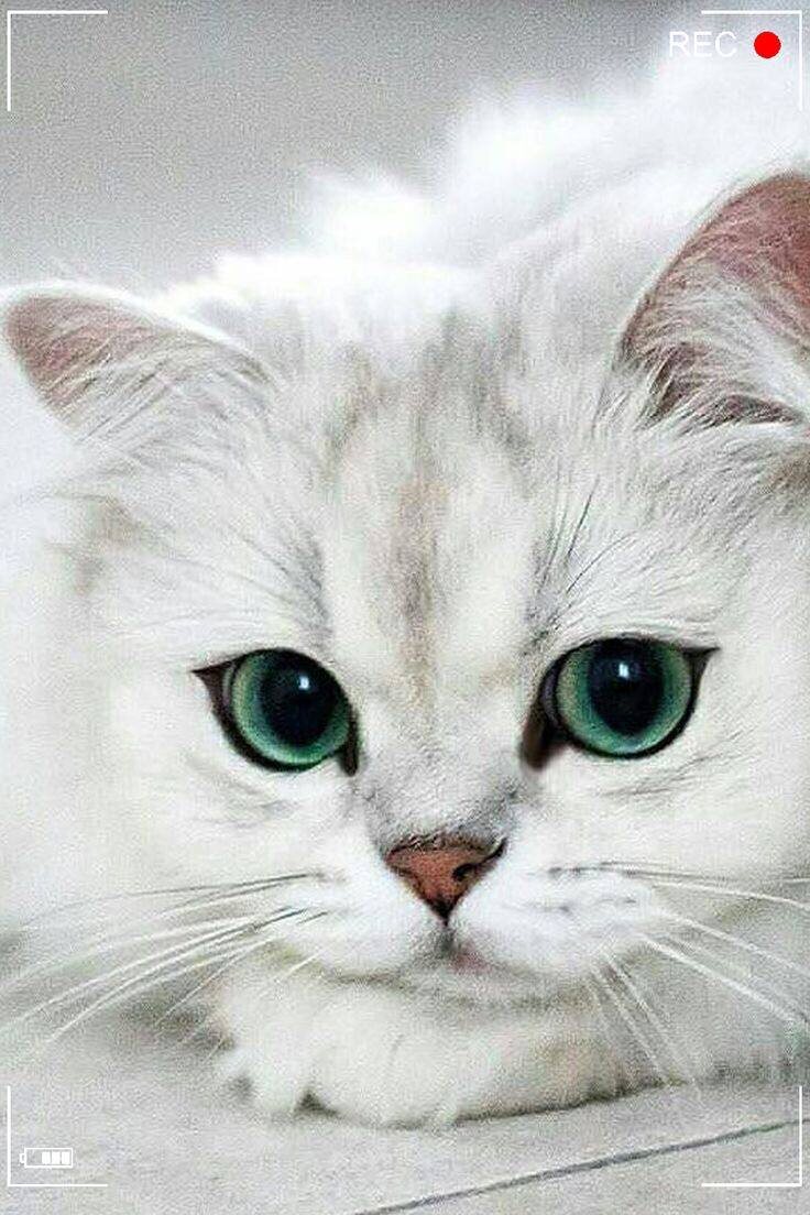 Структура карточки питомца (кошки, собаки), которая убеждает и работает на вас