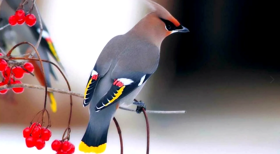 Свиристель