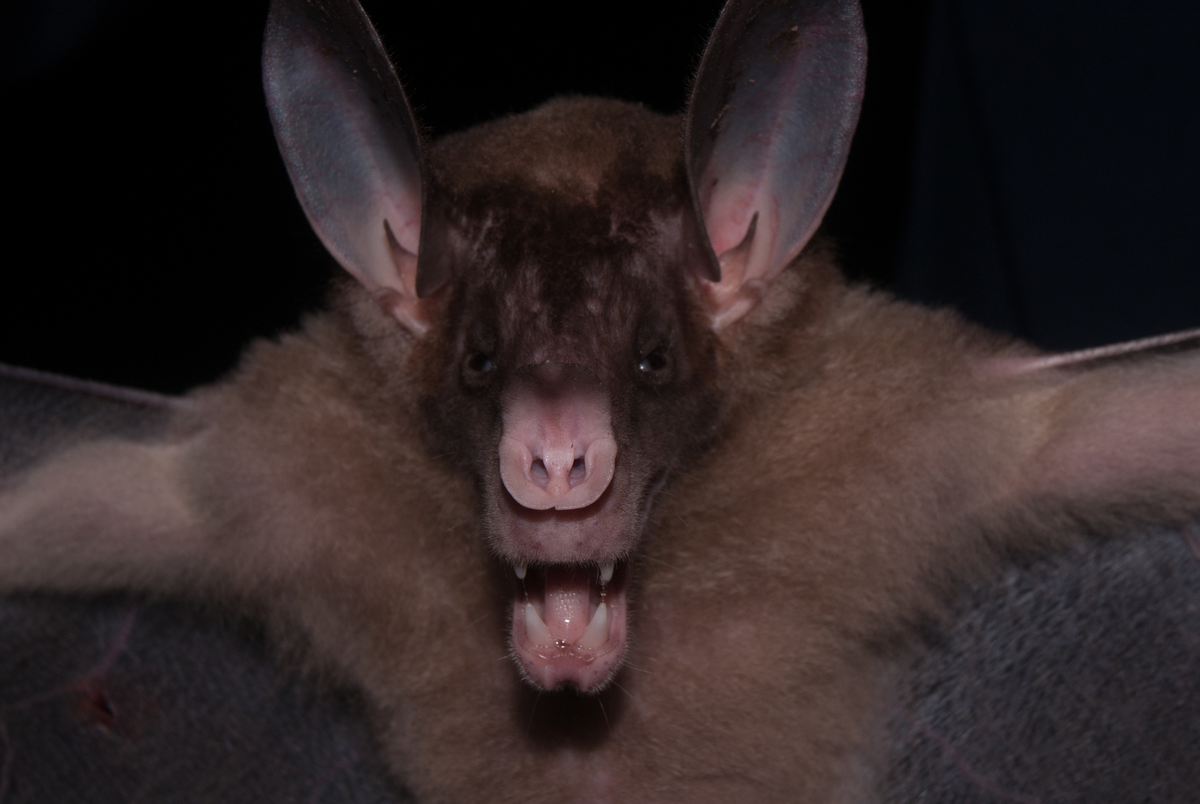 Этот лес боится меня...