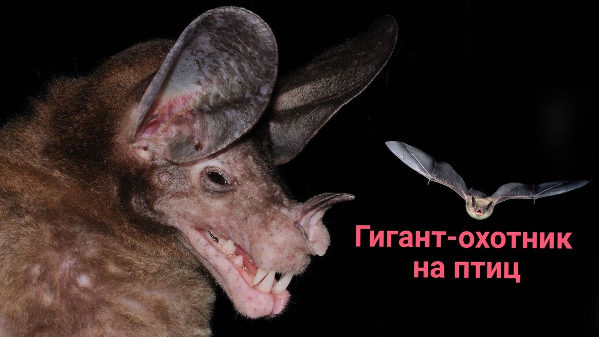 Назначение листка на носу до конца неизвестно, но скорее всего он работает как акустическая линза — фокусирует и перенаправляет звук.