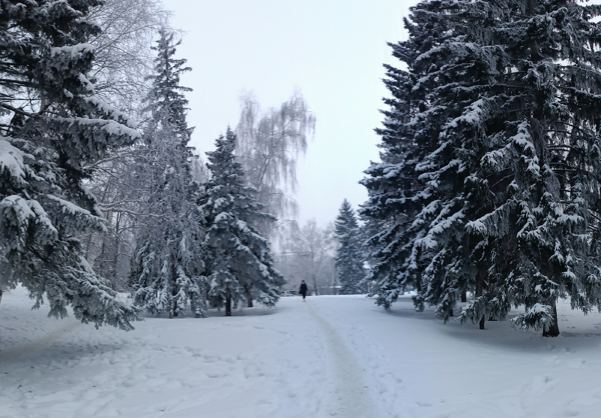 Где-то на просторах моего города. Фотография автора, 23, январь 2026 года. 