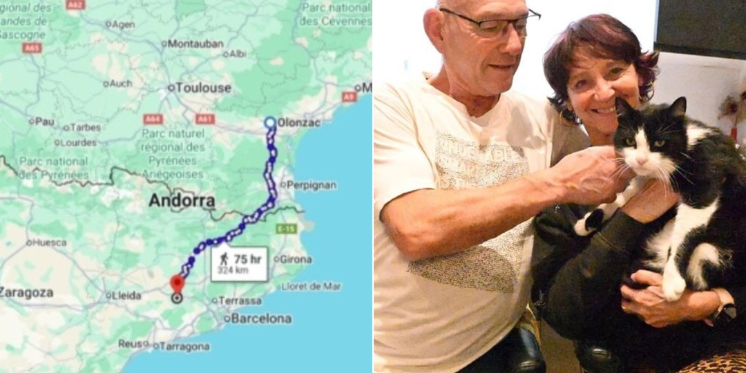 Потерявшийся кот дошел 320 км пешком домой