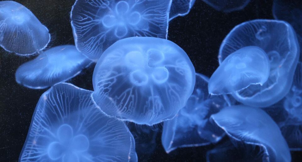    Yoshio Tsunoda/AFLO / www.globallookpress.com