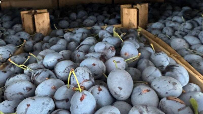    Фото: 178.fsvps.gov.ru