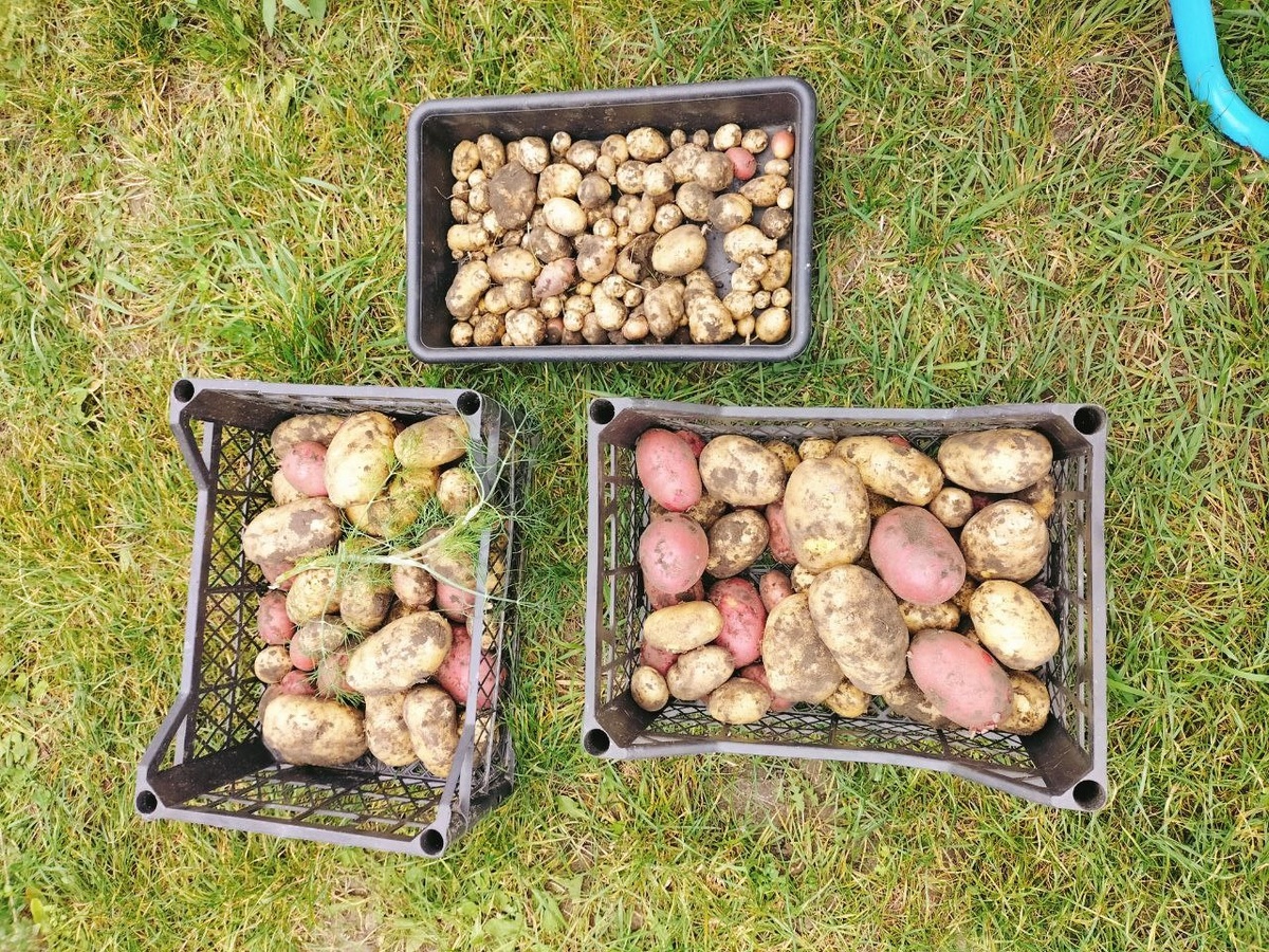 фото из чата Дачный агроном