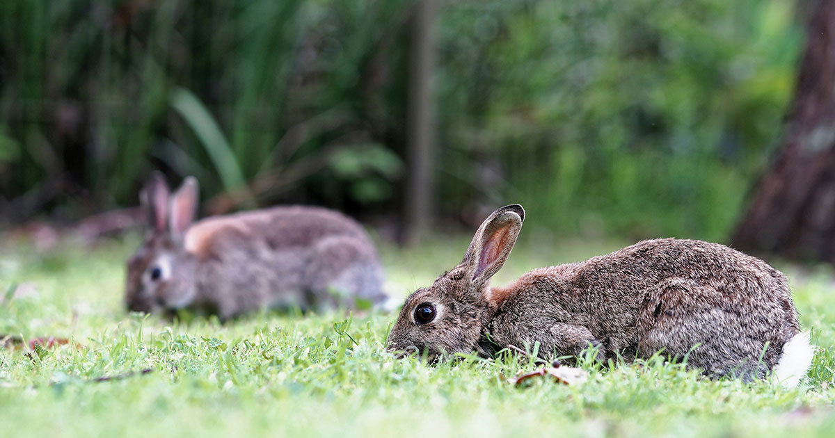 Fidel Fernando / Unsplash