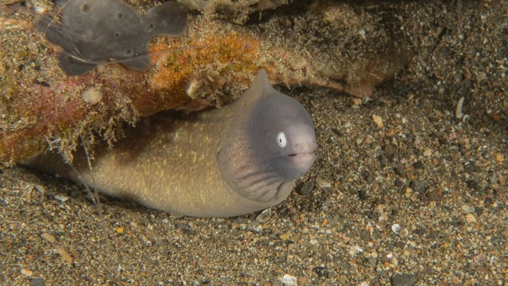    Фото: yeshaya dinerstein/Shutterstock/Fotodom